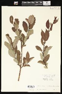 Salix pyrifolia image