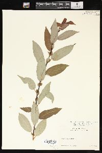 Salix pyrifolia image