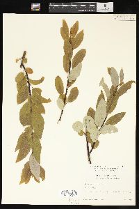 Salix pyrifolia image