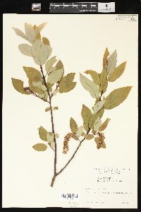 Salix pyrifolia image