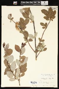 Salix pyrifolia image