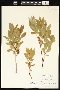 Salix pyrifolia image