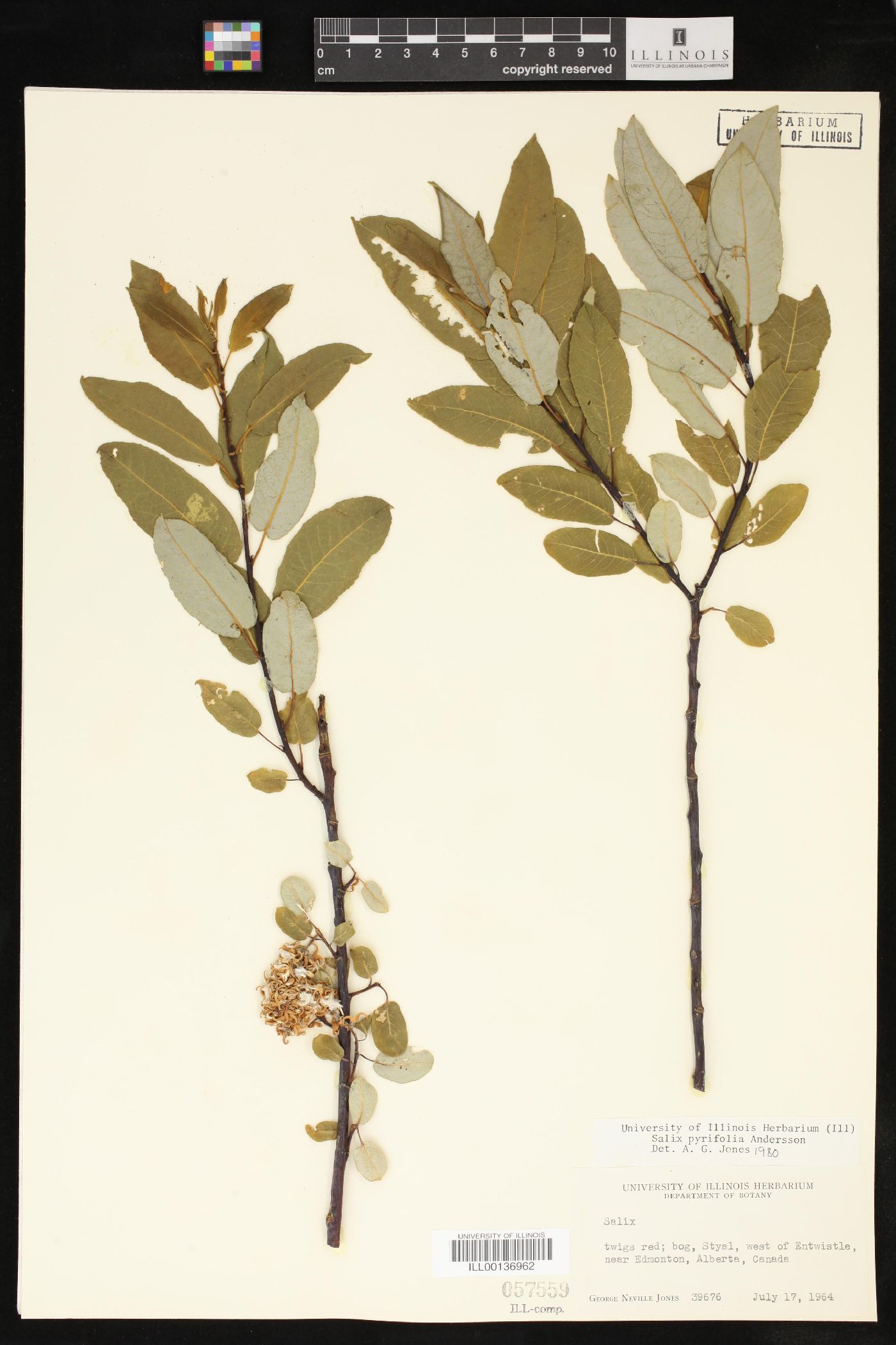 Salix pyrifolia image