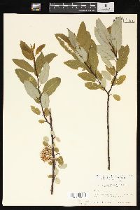 Salix pyrifolia image