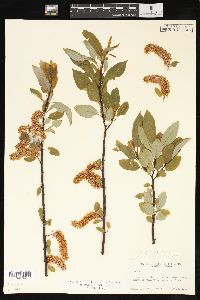Salix pyrifolia image