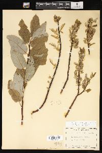 Salix pyrifolia image