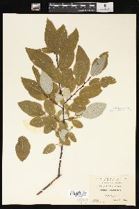 Salix pyrifolia image