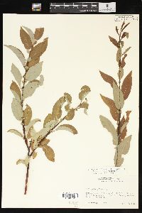 Salix pyrifolia image