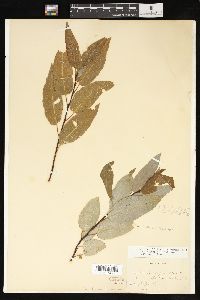 Salix pyrifolia image