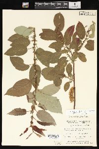 Salix pyrifolia image