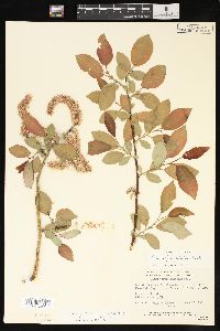 Salix pyrifolia image