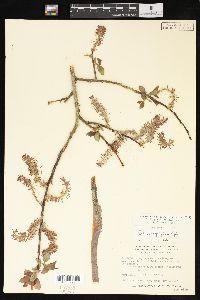 Salix pyrifolia image