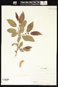 Salix pyrifolia image