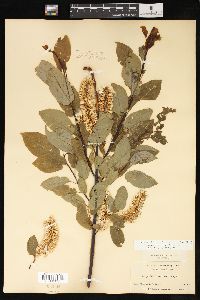 Salix pyrifolia image