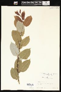 Salix pyrifolia image