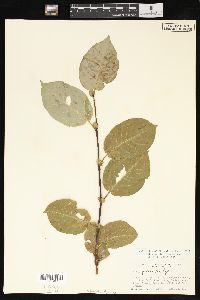 Salix pyrifolia image