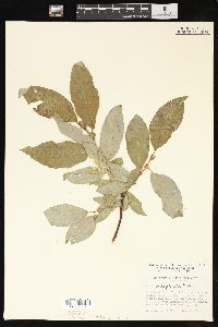 Salix pyrifolia image