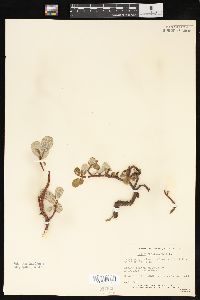 Salix reticulata image