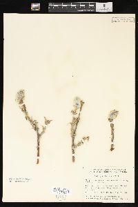 Salix richardsonii image