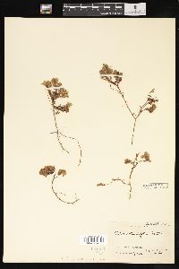 Salix rotundifolia image