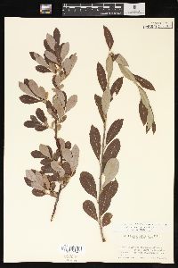 Salix scouleriana image