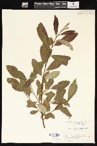 Salix scouleriana image