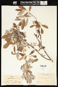 Salix scouleriana image