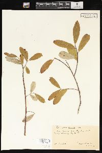 Salix scouleriana image