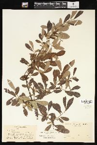 Salix scouleriana image