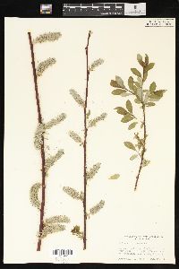 Salix scouleriana image