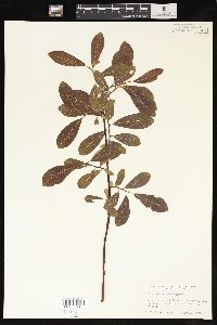 Salix scouleriana image