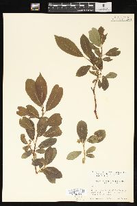 Salix scouleriana image