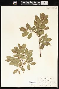 Salix scouleriana image