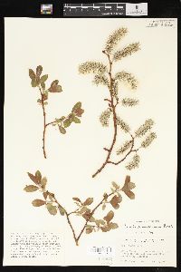 Salix scouleriana image