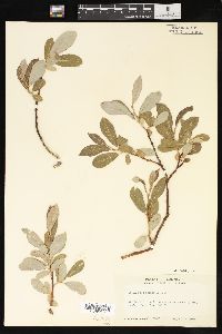 Salix scouleriana image