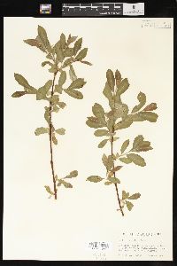 Salix scouleriana image