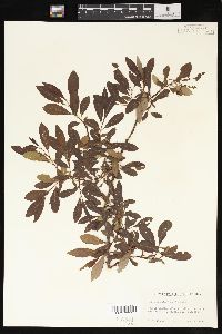 Salix scouleriana image