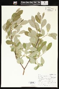 Salix scouleriana image