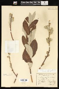 Salix scouleriana image