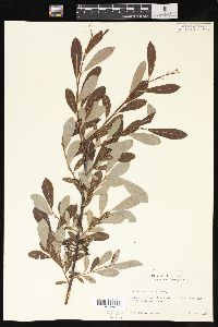 Salix scouleriana image