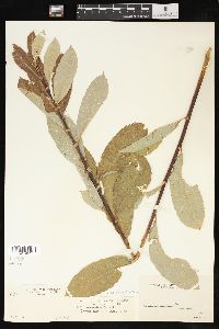 Salix scouleriana image