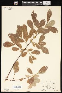 Salix scouleriana image