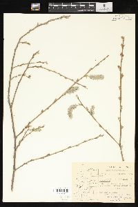 Salix scouleriana image