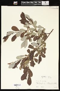 Salix scouleriana image