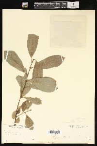 Salix scouleriana image