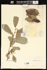 Salix scouleriana image