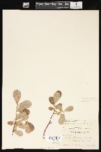 Salix scouleriana image