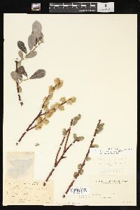 Salix scouleriana image