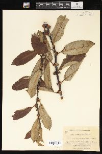 Salix scouleriana image