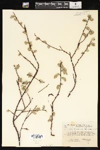 Salix scouleriana image